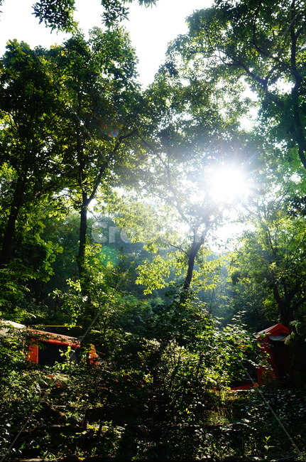 sunlight,햇빛,flare,플레어,light,식물,plant,초목,vegetation,빛,캠핑장,캠핑