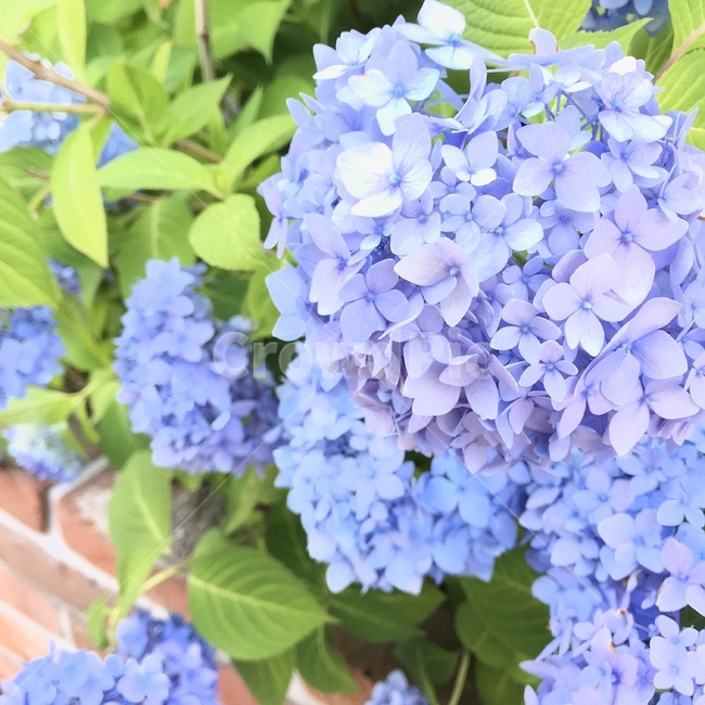꽃,들꽃,수국,연보라색,연보라꽃,식물,자연,plants,nature,꽃,flower