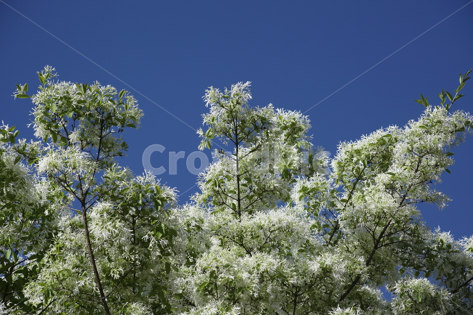 이팝나무,꽃,봄,식물,retusafringetree,식물,자연,plants,nature,꽃,flower