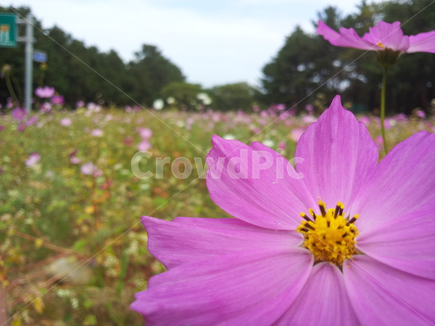식물,꽃,자연,코스모스,flower,꽃잎,식물,자연,plants,nature,꽃,flower