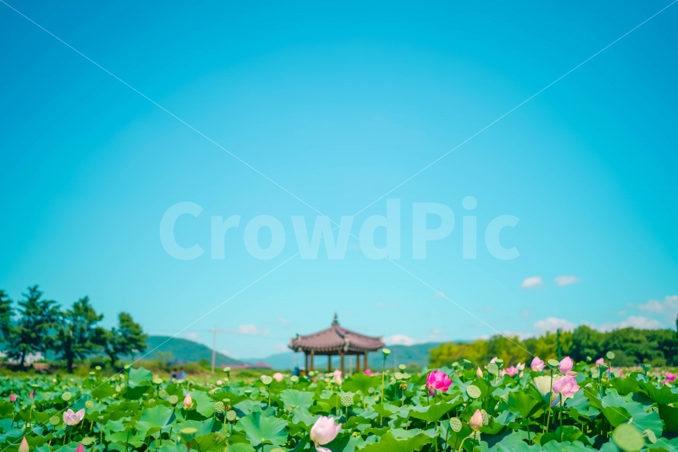 연꽃,경주,꽃,아름다운,정자,화창한,하늘,여름,연꽃밭,자연,풍경,nature,landscape,한국전통,한국문화,korean traditional,korean culture,식물,plants,꽃,flower,plant,blossom