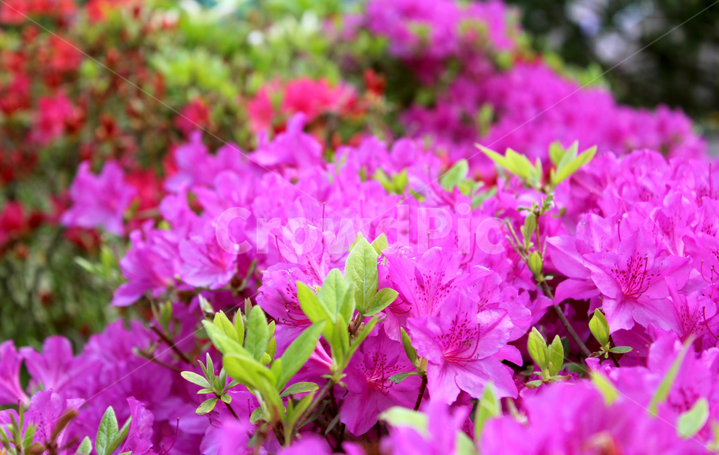 azaleas,azaleasflowers,closeup,detail,flower,fresh,green,leaf,leaves,macro,natural,nature,plant,royalazaleablossom,철쭉,철쭉꽃,클로즈업,디테일,꽃,신선한,그린,녹색,잎,나뭇잎,잎사귀,자연,식물,플라워,흰색,진달래,자주색,분홍색,핑크,꽃밭,식물,자연,plants,nature,꽃,flower