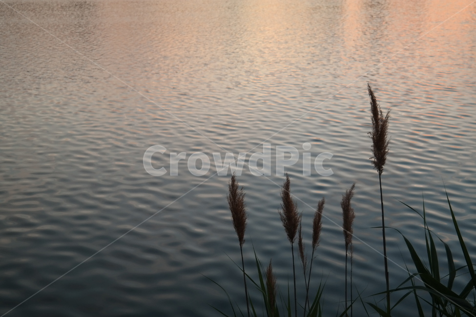 호수,갈대,물,잔잔함,물결,노을,해질녘,water,lake,sunset,자연,nature