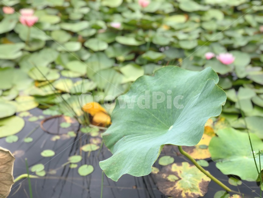 blossom,flower,꽃,plant,식물,pondlily,연못백합,연꽃,연닢,식물,자연,plants,nature