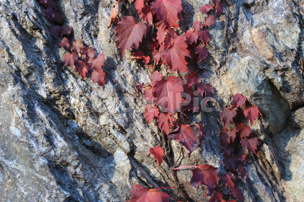 가을,낙엽,단풍,단풍잎,leaves,autumn,가을,계절,fall,autumn,season,식물,자연,plants,nature,leaf,잎,plant,tree,나무