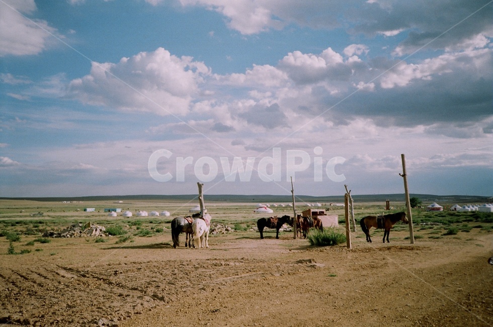 말,사막,구름,몽골,하늘,horse,sky,cloud,동물,animal,포유류,mammal