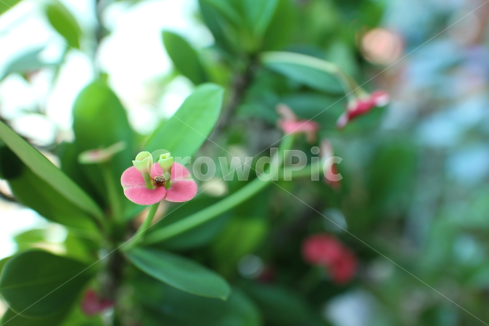 식물,꽃,plant,flower,작은꽃,접사