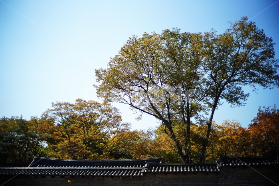 창경궁,가을,단풍,돌담길,하늘,가을,계절,fall,autumn,season,한국전통,한국문화,korean traditional,korean culture,식물,자연,plants,nature,나무,trees,wood,건축물,건물외관,exterior,building,structure,architecture,construction