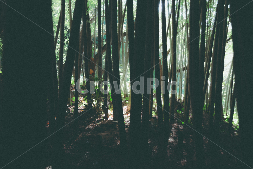 plant,식물,나무,숲,자연,빛,어둠,나무,trees,wood
