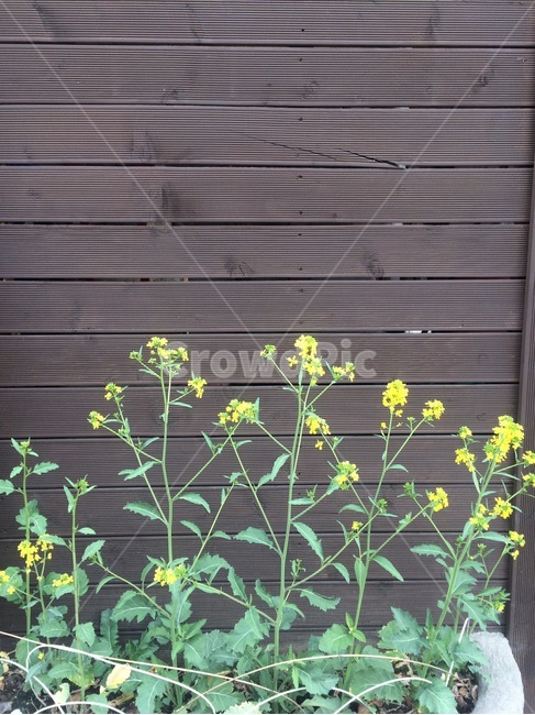 꽃,자연,식물,flower,nature