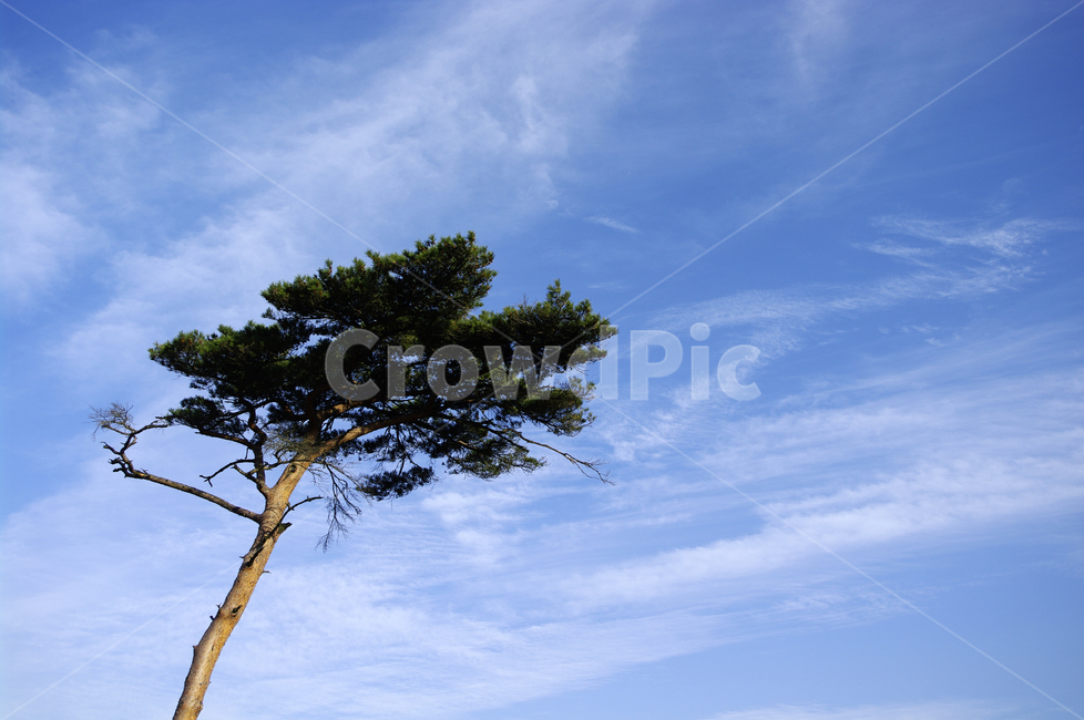 나무,식물,plant,하늘,소나무,식물,자연,plants,nature,나무,trees,wood