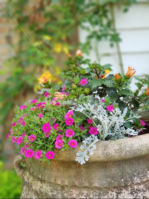 flower,꽃,plant,식물,blossom,화분
