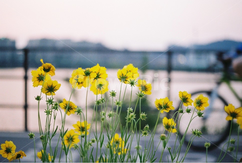 들꽃,노란꽃,산책길,꽃길,산책,조깅,한강,한강산책