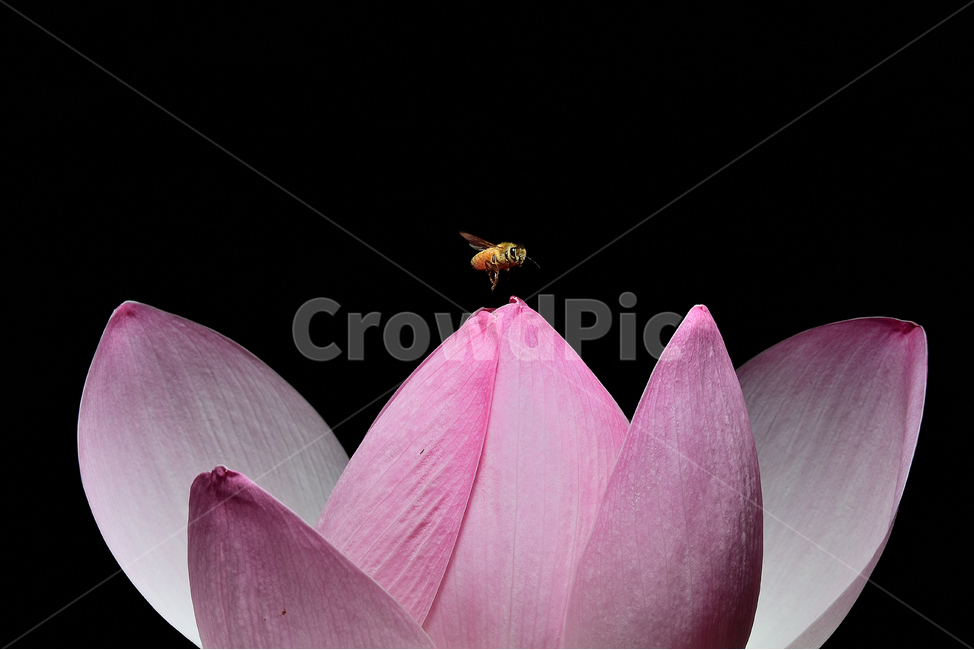 연꽃,연꽃사진,꽃과벌,개화,묵언,수행,자연,아침,식물,자연,plants,nature,꽃,flower,동물,animal,곤충,벌레,insect,bug