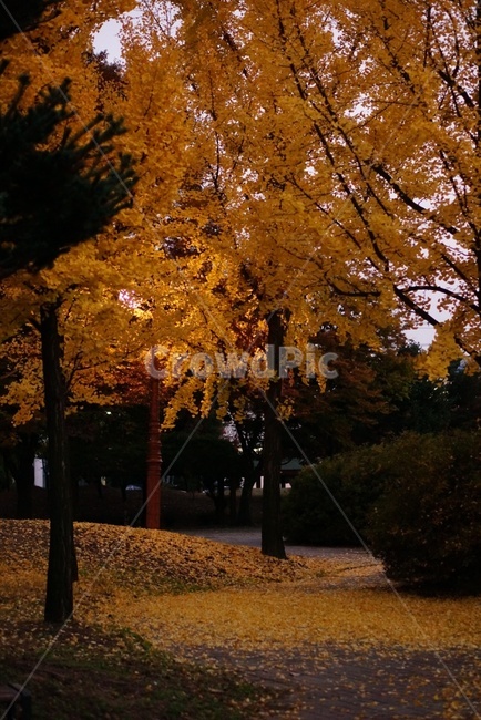tree,나무,식물,maple,단풍,가을,계절,fall,autumn,season,plant