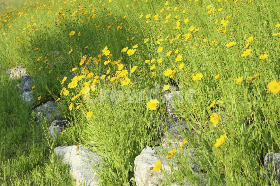 금계국,노랑,봄,풍경,아침,빛,식물,자연,plants,nature,꽃,flower