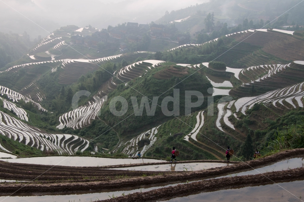 풍경,여행,중국,계림,계단식논,자연,풍경,nature,landscape,시골,마을,country,rural,town,해외,외국,세계,foreign,oversea,world,세계자연풍경,해외자연풍경,외국자연풍경,world nature landscape,사람,인물,인간,human,person,산업,industry,industrial,농업,농사,agriculture,farming,farming industry,outdoors,옥외,scenery