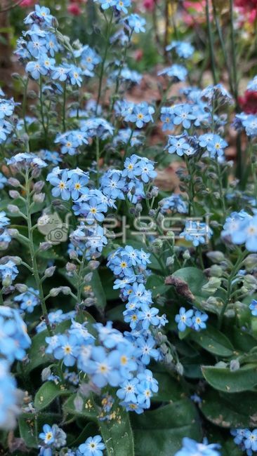 물망초,지치과,개꽃마리속,alpestris,flower,꽃,petal,꽃잎,식물,plant