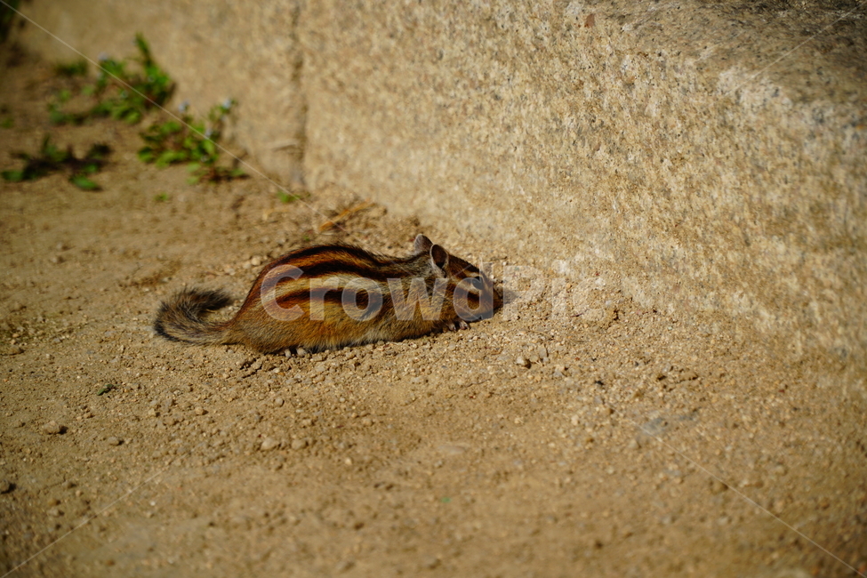 다람쥐,동물,animal,squirrel,chipmunk,포유류,귀여운,귀엽다,cute,pretty,줄무늬,자연,nature,동물,animal,포유류,mammal