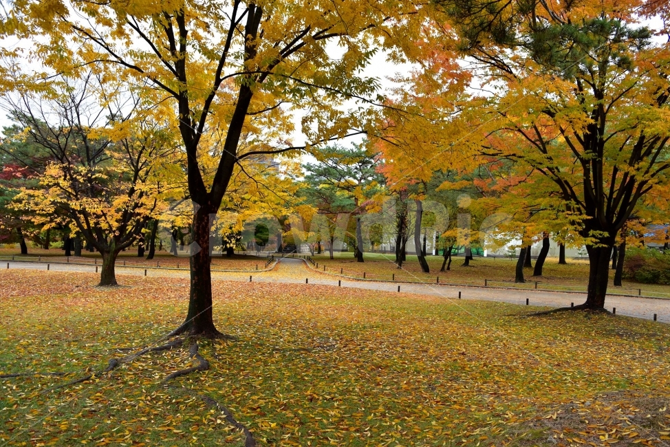 창경궁,가을,단풍,풍경,고궁,서울,낙엽,도심지,명소,자연,비경,단풍나무,춘당지,가을색,가을색채,오색,자연,풍경,nature,landscape,가을,계절,fall,autumn,season,tree,나무,plant,식물,tree trunk,나무 줄기