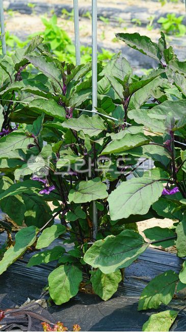가지, 가지밭, 가지꽃, 보라색, eggplant, 사진,이미지,일러스트,캘리그라피 - BUSAN OPPA작가
