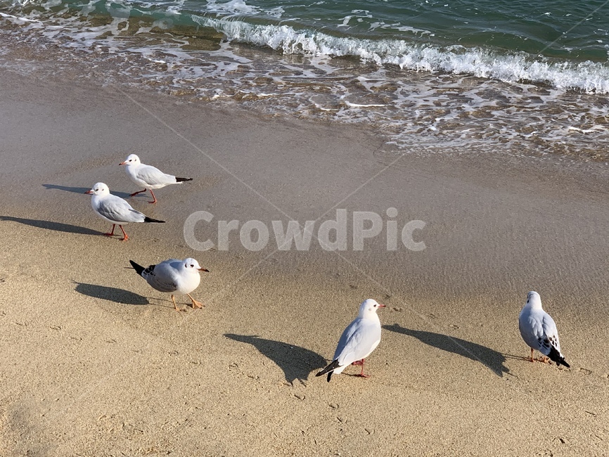 animal,동물,bird,새,갈매기,바다