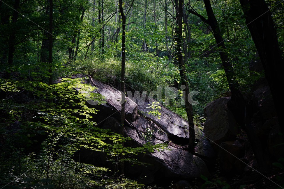 나무,초록,그늘,숲,신록,woods,green,shadow,forest,자연,nature,힐링,휴식,시원함,고요함,healing,relaxation,cool,calm,forestbathing,freshness,자연,풍경,nature,landscape,휴식,힐링,rest,relaxation,healing