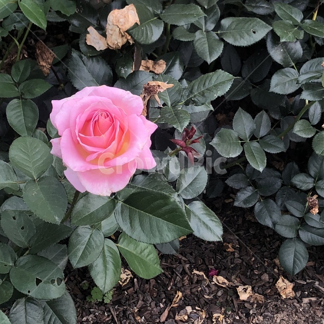 꽃,장미,flower,rose,분홍색,자연,풍경,나무,식물