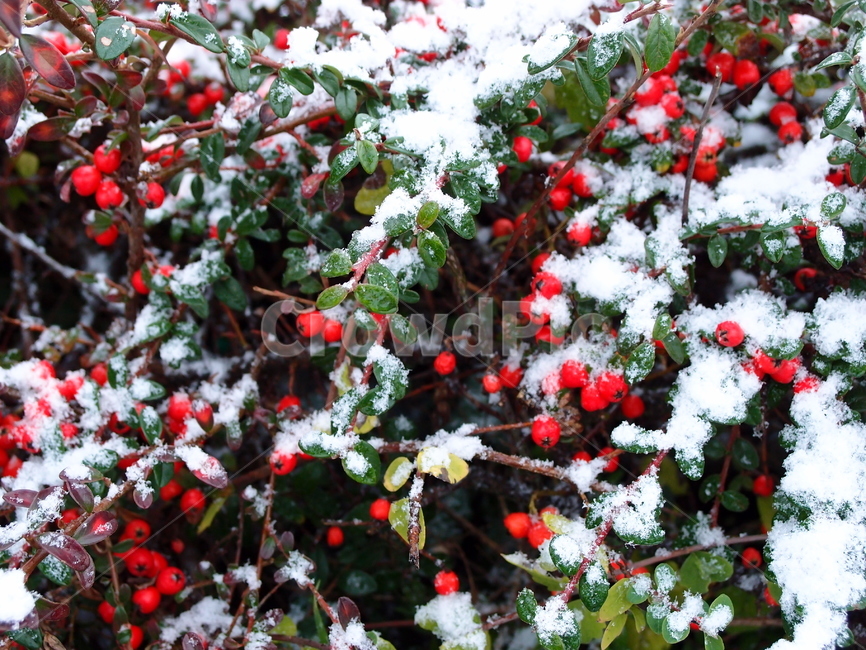 plant,식물,눈,snow,열매,눈꽃,겨울식물,겨울,빨강
