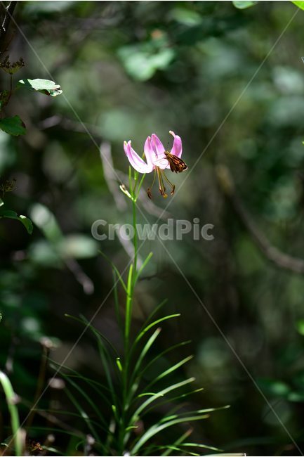 솔나리,야생화,식물,자연,꽃,생태,힐링,플라워,wildflower,flower,plants,nature,season,감성,느낌,emotion,feeling,백합목,백합과,여름,백합속,분홍색,여러해살이풀,나비,유리창떠들썩팔랑나비,식물,자연,plants,nature,꽃,flower
