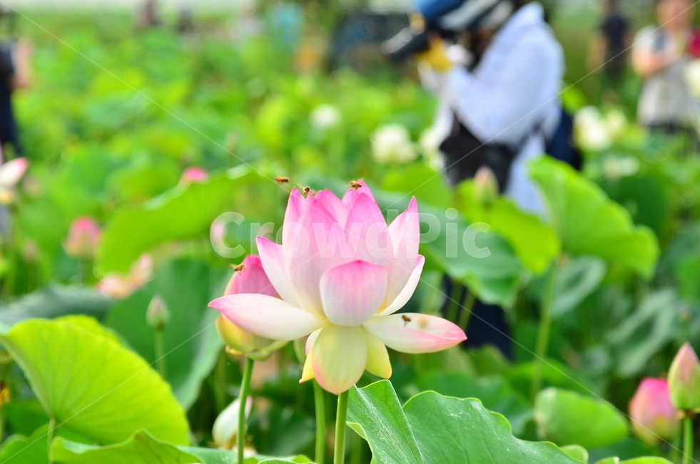 여름,연꽃,절,연잎밥,풍경,식물,자연,plants,nature,꽃,flower