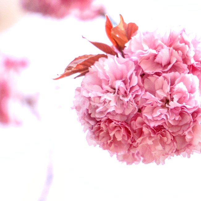 봄,벚꽃,왕벚꽃,겹벚꽃,봄꽃,꽃,분홍,감성,자연,계절,식물,봄,계절,spring,season,식물,자연,plants,nature,꽃,flower,plant,blossom