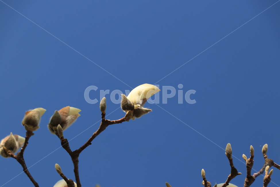 봄,꽃,목련,spring,flower
