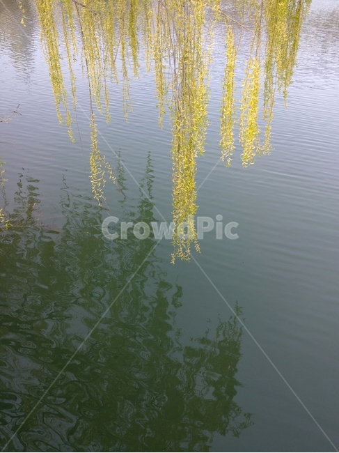 식물,plant,tree,나무,느티나무,느티나무호수,zelkova