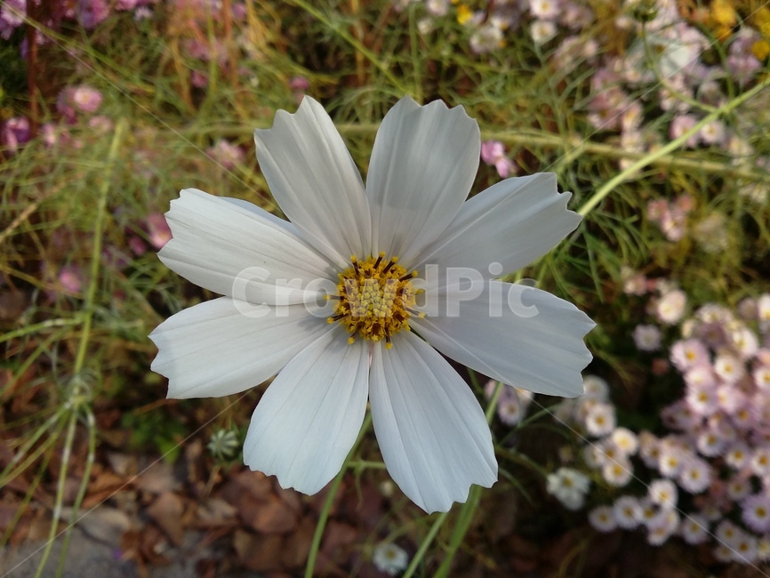 plant,식물,flower,자연,꽃,식물,자연,plants,nature,꽃,flower