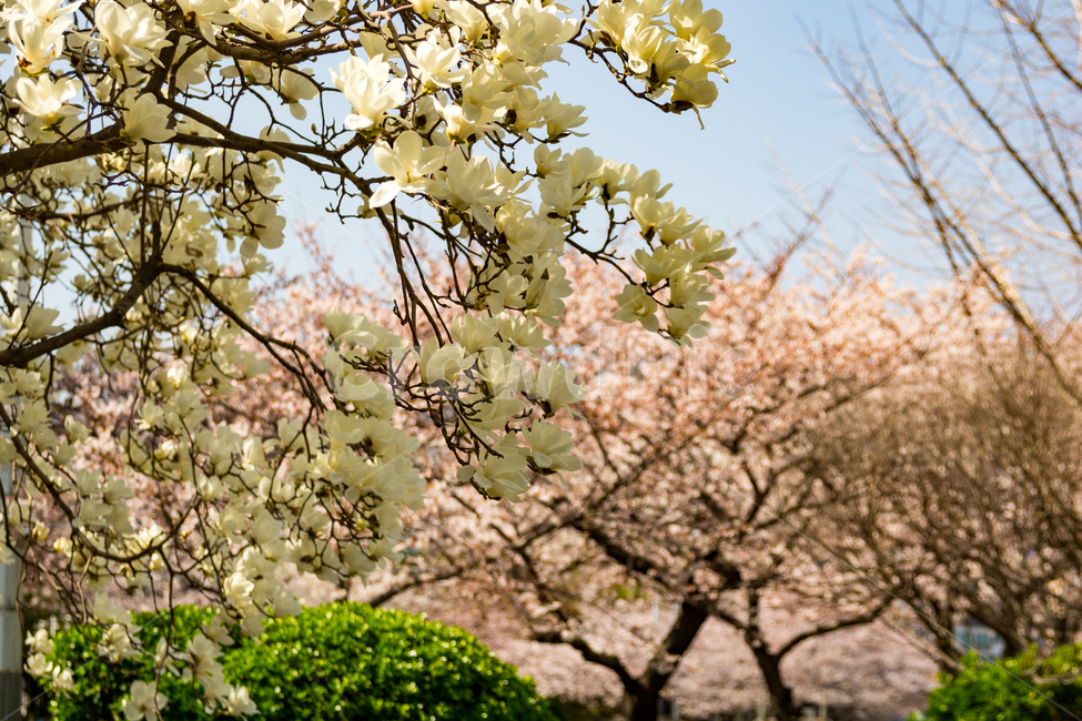 	봄,벚꽃,cherryblossom,자연,역광,풍경,하늘,나무,감성,목련,계절,꽃,flower,봄,계절,spring,season,식물,자연,plants,nature,꽃,flower,plant,blossom