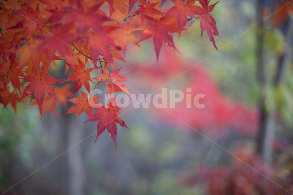 가을,단풍,단풍잎,단풍나무,나무,가을,계절,fall,autumn,season,plant,식물,leaf,잎,tree,maple