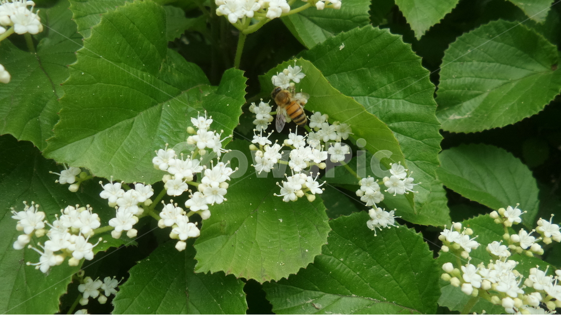 덜꿩나무,흰색꽃,붉은열매,인동과,쌍떡잎식물,식물,자연,plants,nature,꽃,flower