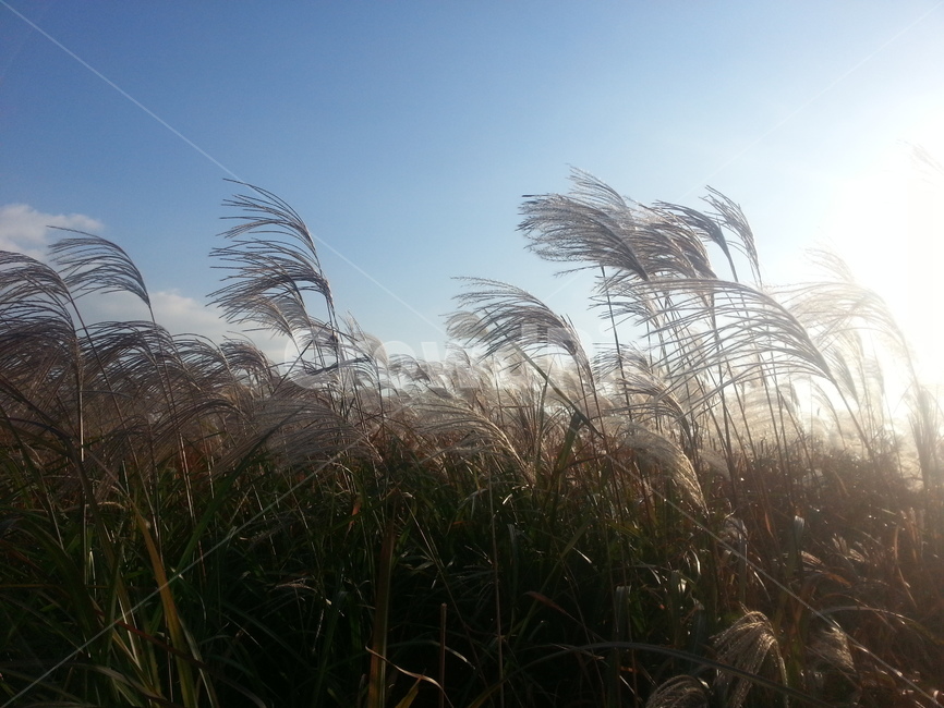 갈대,가을,억새,하늘공원,상암,분위기있는,따뜻한,억새축제,flamegrass,외로운,자연,풍경,nature,landscape,grass,잔디,plant,식물,lawn,reed