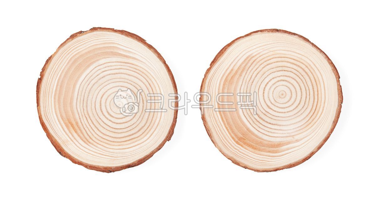 Nukki,ring,annual zone,pattern,white background,Micro,section,white,wood,dry tree,close up,top view,texture,old,tree,dry,brown,thin,sliced,White,round,plant,cutting,detail,circle,object