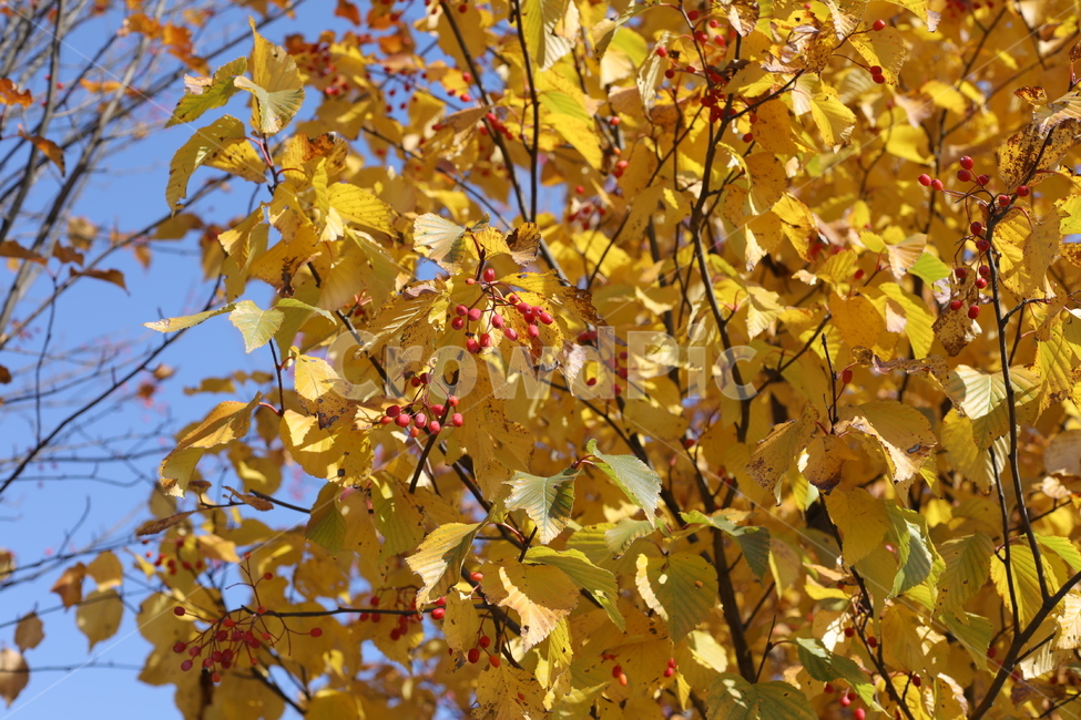 단풍,나무,가을,열매,노랑,나뭇잎,가을,계절,fall,autumn,season,leaf,잎,plant,식물,tree,maple