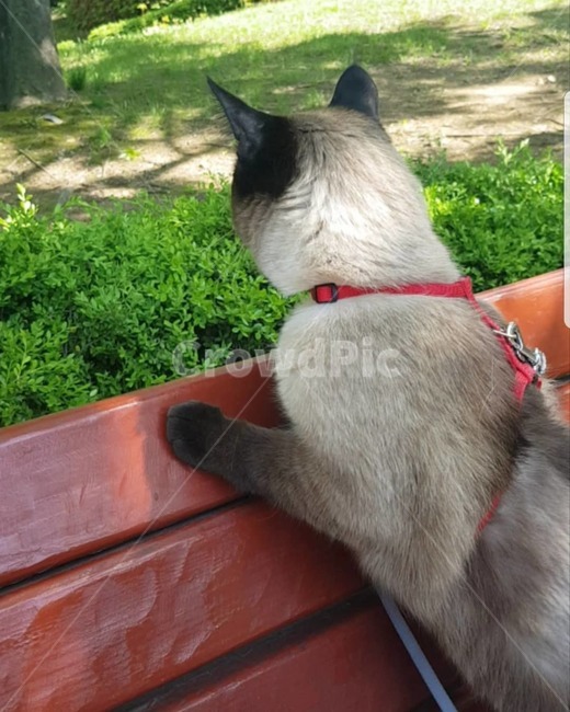 고양이,샴고양이,반려묘,식빵냥,샴발리니즈,동물,animal,포유류,mammal,고양이,cat,kitten,kitty