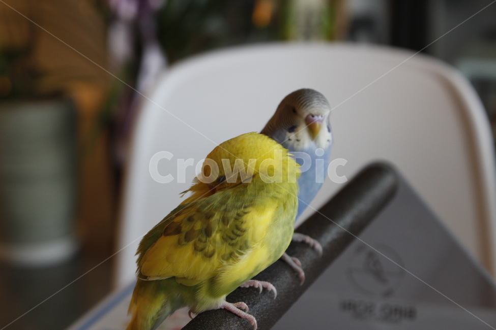 동물,새,앵무새,잉꼬,animal,parakeet,parrot,동물,animal,조류,새,birds