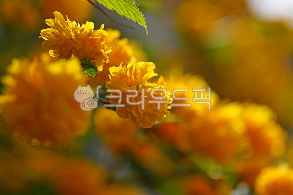 spring,bamboo flower,kerriajaponica,ornamental,deciduous broadleaved shrub,double yellow plum blossom