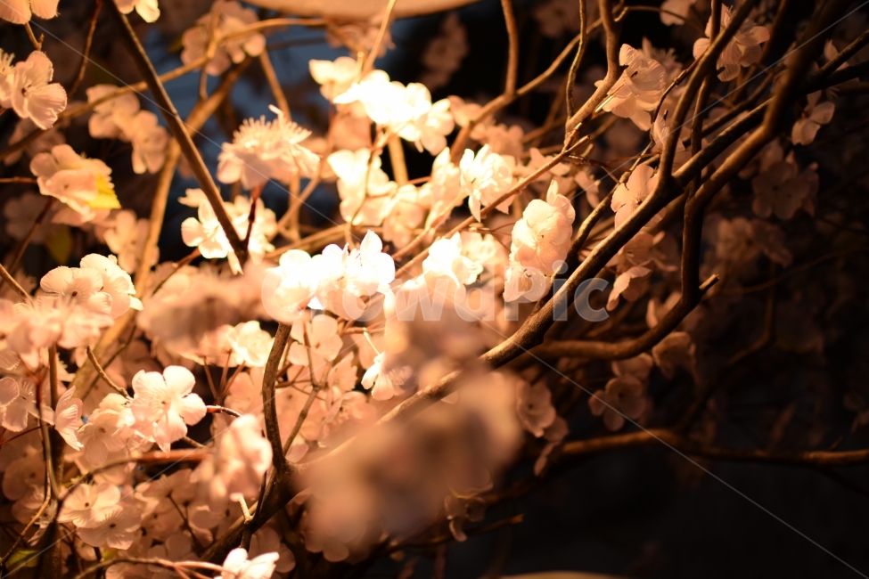 벛꽃,blossom,꽃,flowers,겨울,봄,계절,spring,season,야경,밤,풍경,nightscape,night,landscape,식물,자연,plants,nature,꽃,flower,plant,leaf,잎