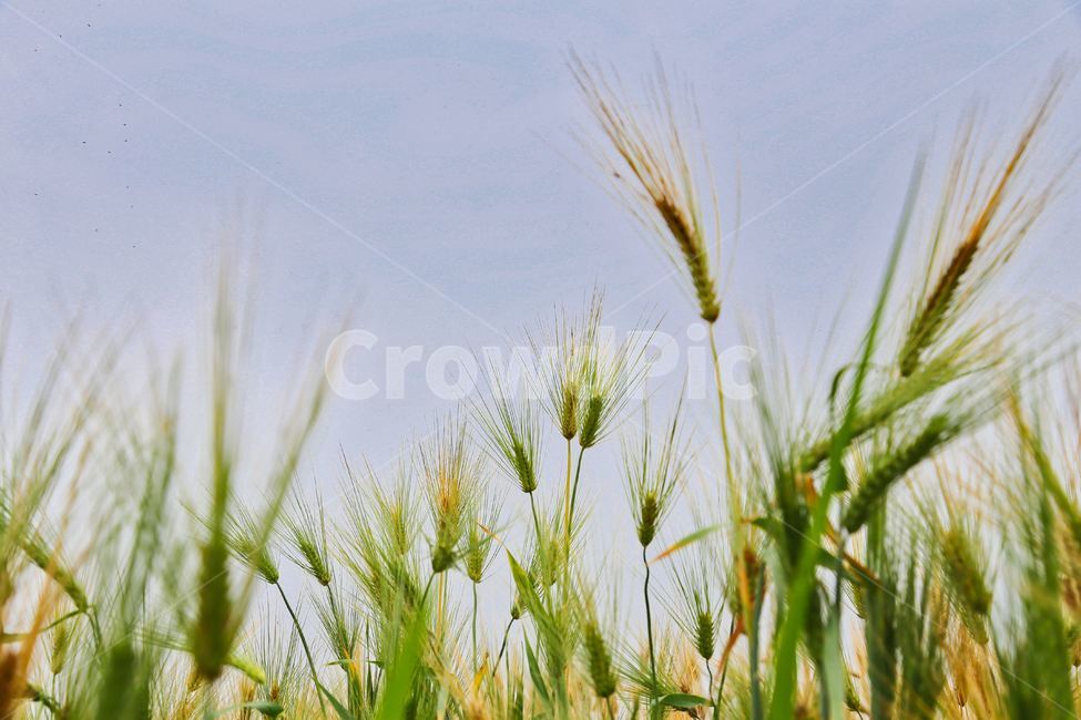 보리,청보리,청보리수확,청보리재배,하늘보리,식물,자연,plants,nature