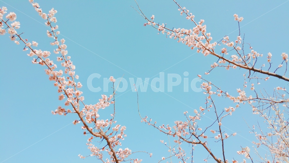 매화,매화꽃,봄꽃,봄,꽃,하늘,flower,plum,spring,sky,벚꽃,매화나무,식물,자연,nature