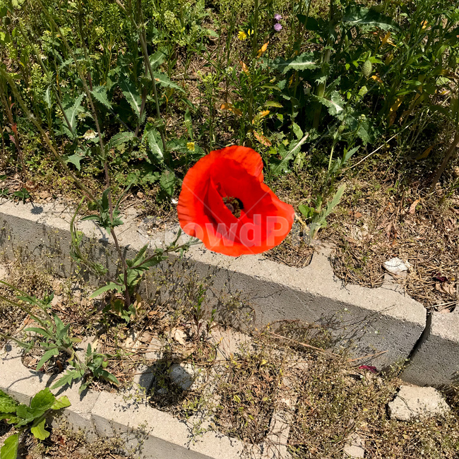 plant,식물,ground,바닥,꽃,flower,식물,자연,plants,nature,꽃,flower