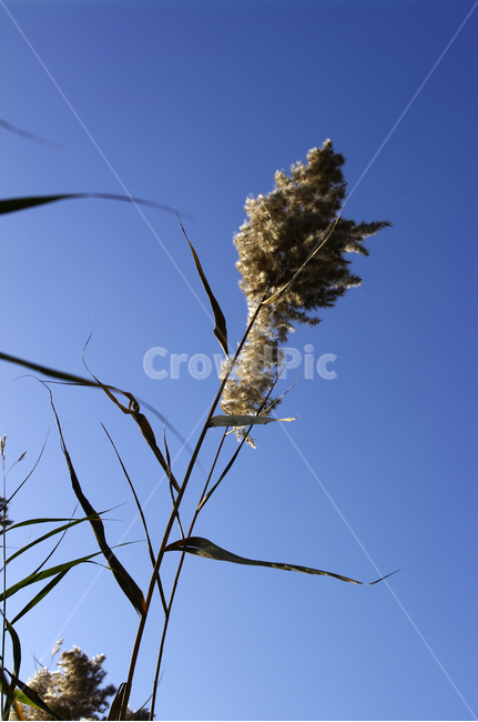 autumn,가을,식물,억새,하늘,가을,계절,fall,autumn,season,grass,잔디,plant,lawn