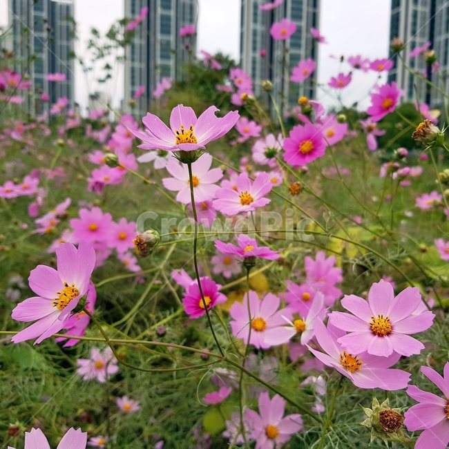 코스모스,가을,꽃,commoncosmos,가을꽃,가을코스모스,가을,계절,fall,autumn,season,식물,자연,plants,nature,꽃,flower,blossom,geranium,제라늄,plant,petal,꽃잎